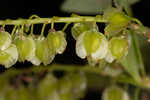 Buckwheat tree <BR>Black titi